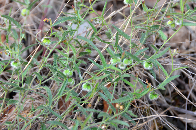 Catnip Noseburn bloom from March to November or late spring with fruiting in late summer-fall. Plants prefer elevations between 2,500 to 7,000 feet (762-2,133 m). Habitat preferences are washes, canyons and rocky slopes. Tragia nepetifolia